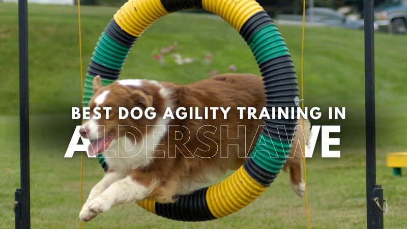 Best Dog Agility Training in Aldershawe