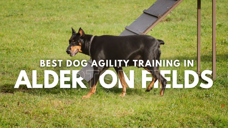 Best Dog Agility Training in Alderton Fields