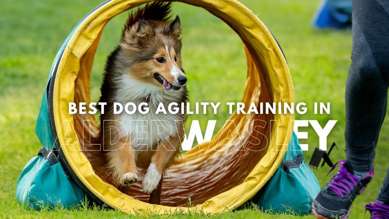Best Dog Agility Training in Alderwasley