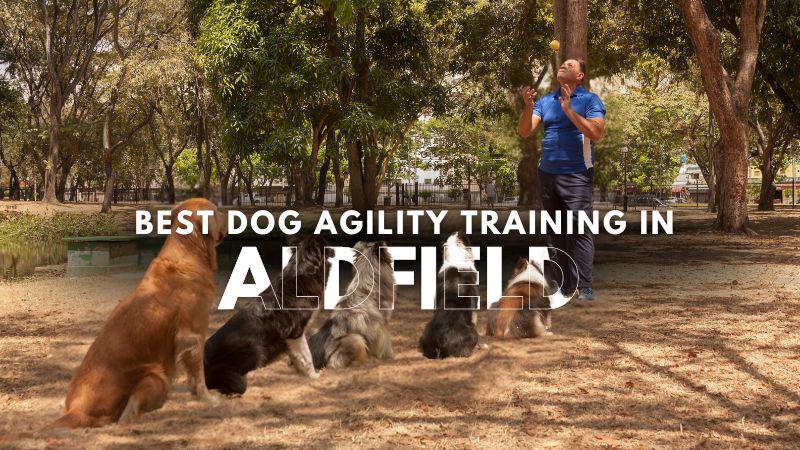 Best Dog Agility Training in Aldfield