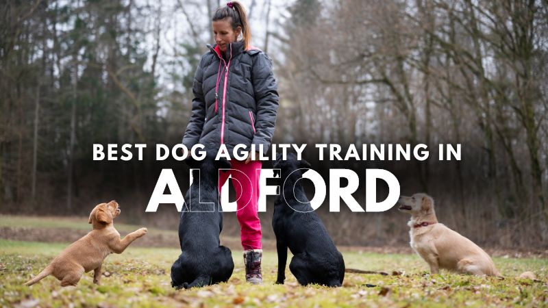 Best Dog Agility Training in Aldford
