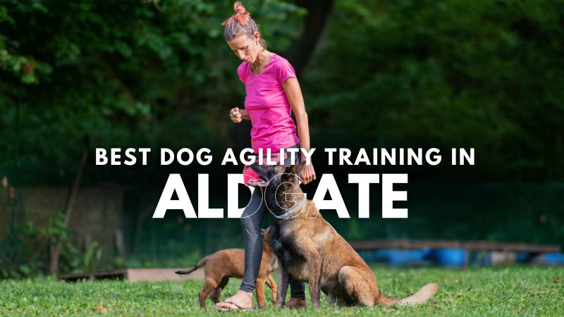 Best Dog Agility Training in Aldgate