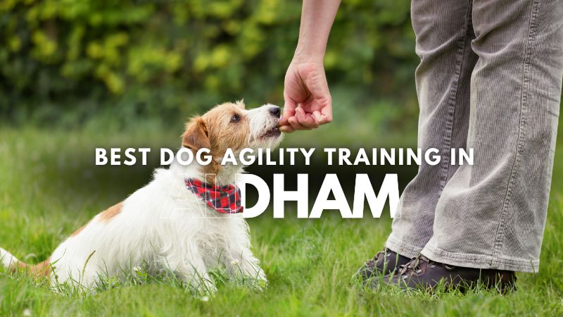 Best Dog Agility Training in Aldham