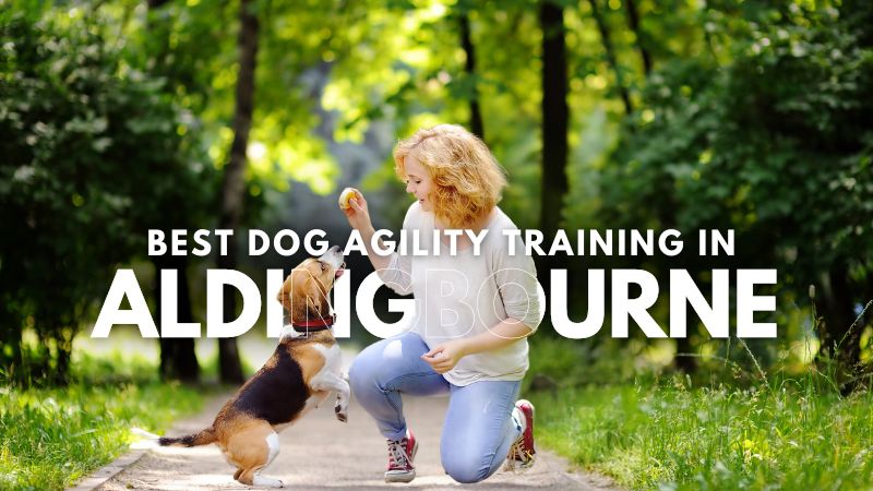 Best Dog Agility Training in Aldingbourne
