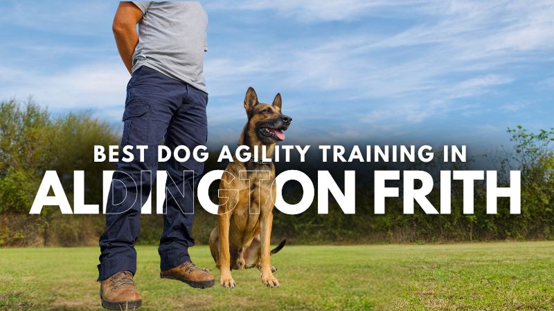 Best Dog Agility Training in Aldington Frith