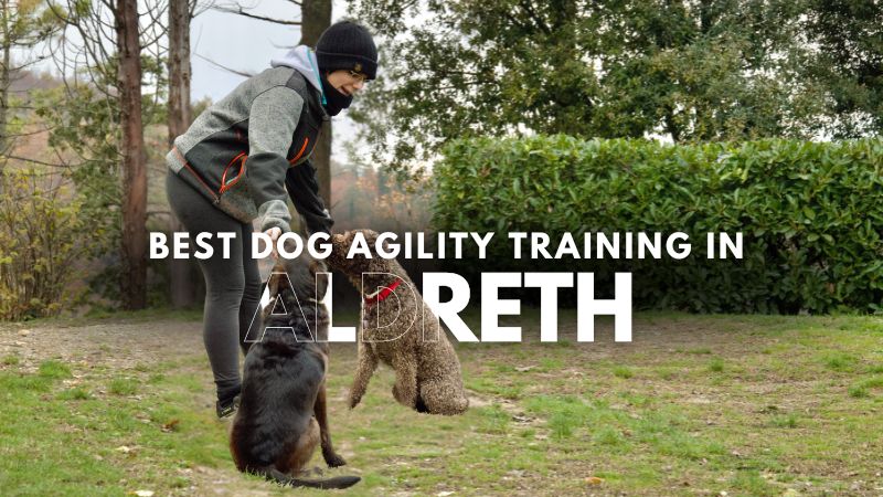 Best Dog Agility Training in Aldreth