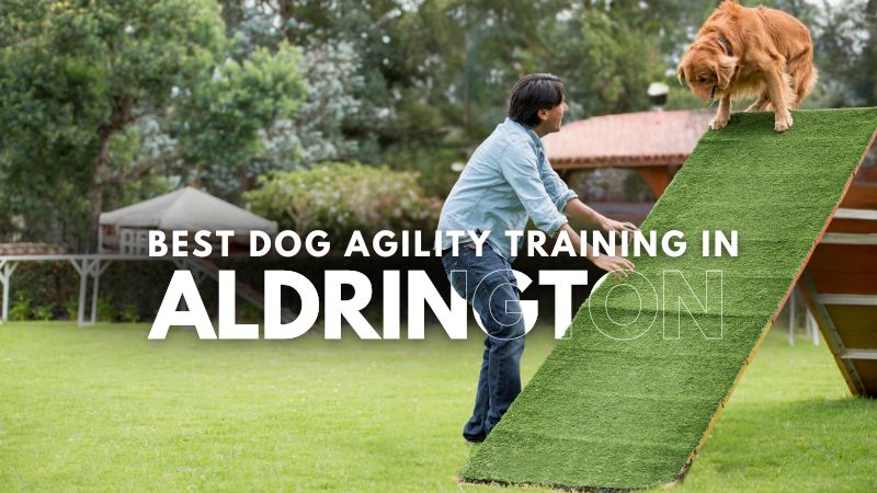 Best Dog Agility Training in Aldrington