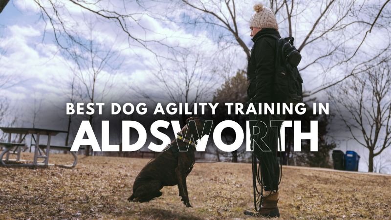 Best Dog Agility Training in Aldsworth
