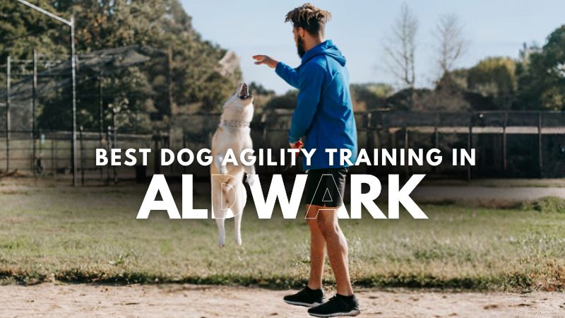 Best Dog Agility Training in Aldwark