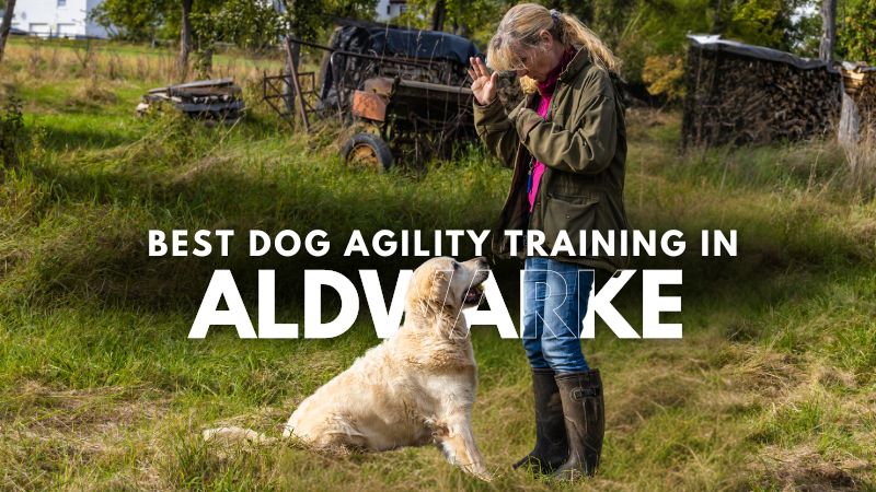 Best Dog Agility Training in Aldwarke