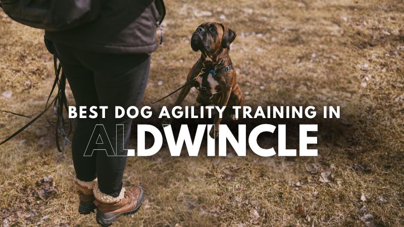 Best Dog Agility Training in Aldwincle