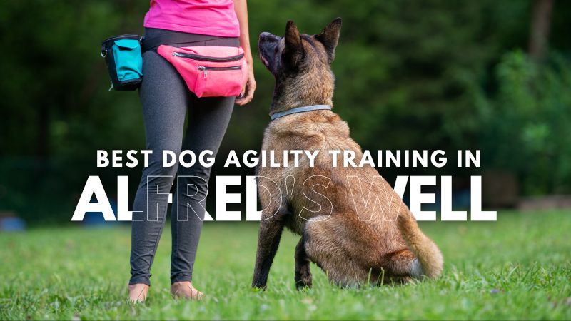 Best Dog Agility Training in Alfred's Well