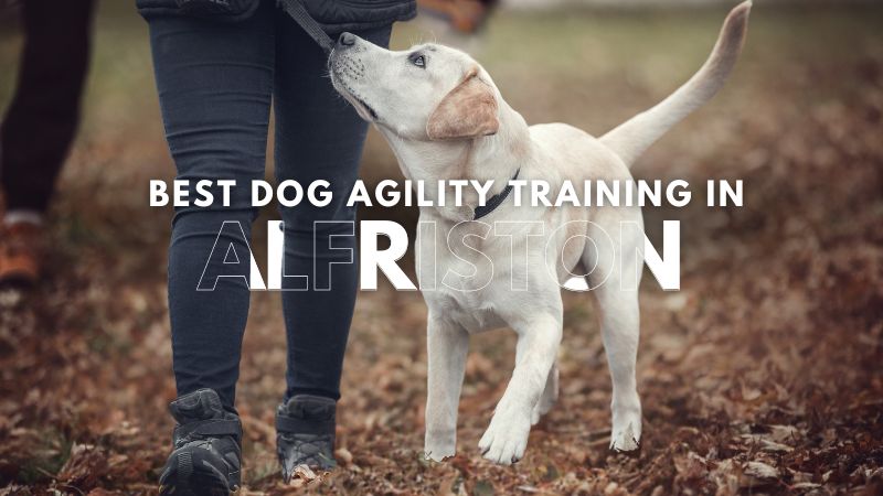 Best Dog Agility Training in Alfriston