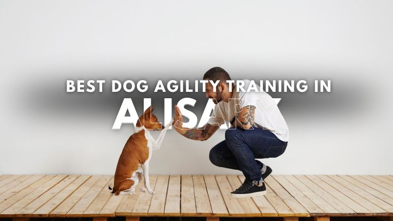 Best Dog Agility Training in Alisary