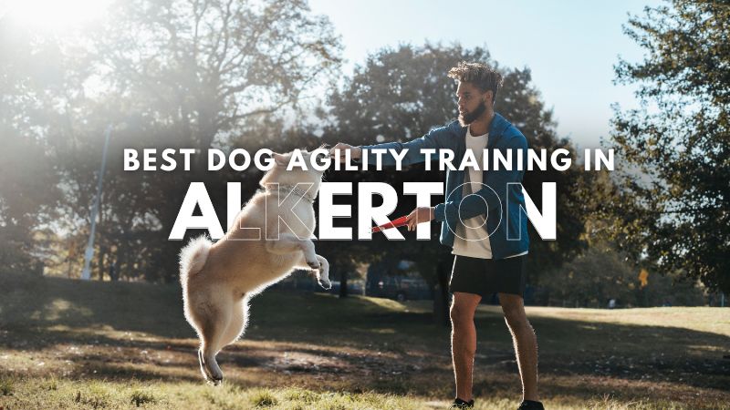 Best Dog Agility Training in Alkerton