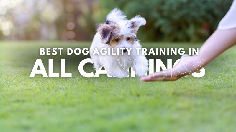 Best Dog Agility Training in All Cannings