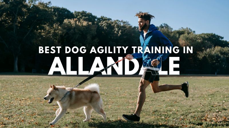 Best Dog Agility Training in Allandale