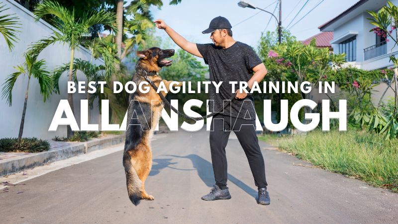 Best Dog Agility Training in Allanshaugh