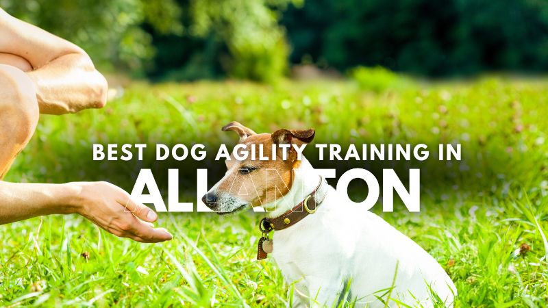 Best Dog Agility Training in Allanton