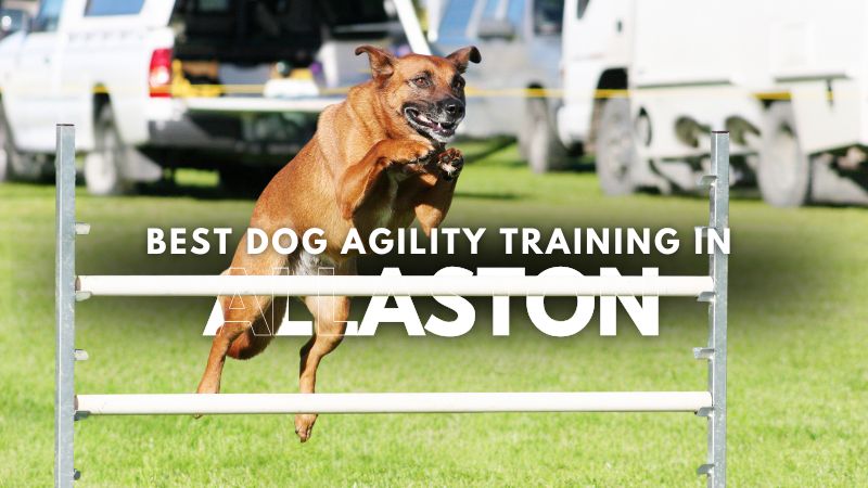 Best Dog Agility Training in Allaston