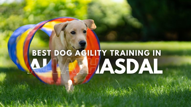 Best Dog Agility Training in Allathasdal