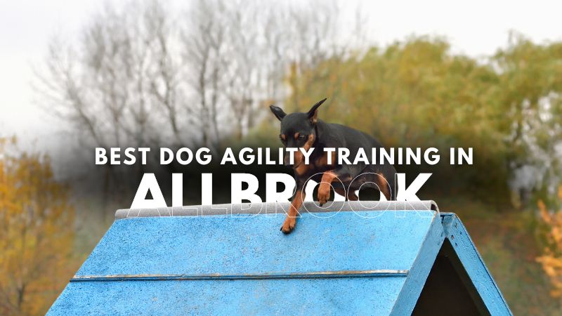 Best Dog Agility Training in Allbrook
