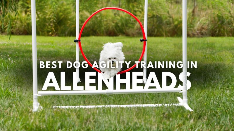 Best Dog Agility Training in Allenheads