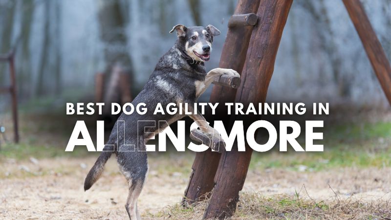 Best Dog Agility Training in Allensmore