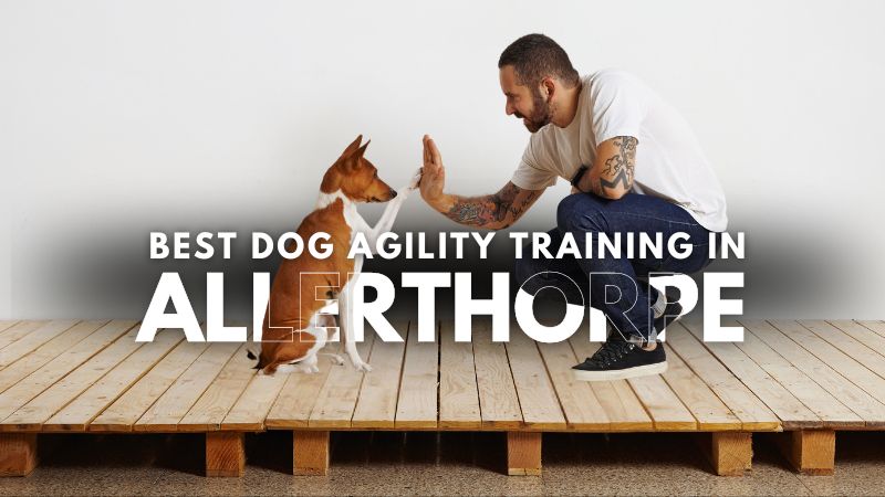 Best Dog Agility Training in Allerthorpe