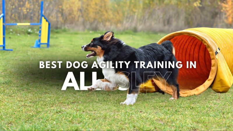 Best Dog Agility Training in Allesley