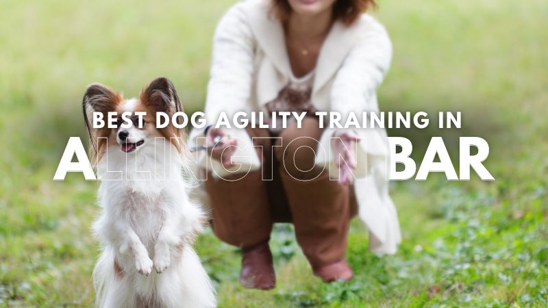 Best Dog Agility Training in Allington Bar