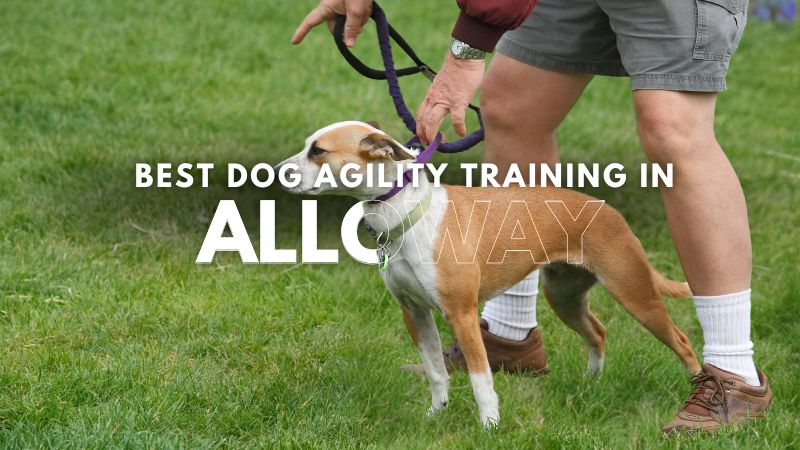 Best Dog Agility Training in Alloway