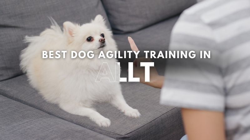 Best Dog Agility Training in Allt