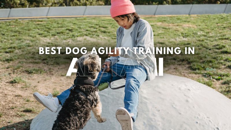 Best Dog Agility Training in Alltami