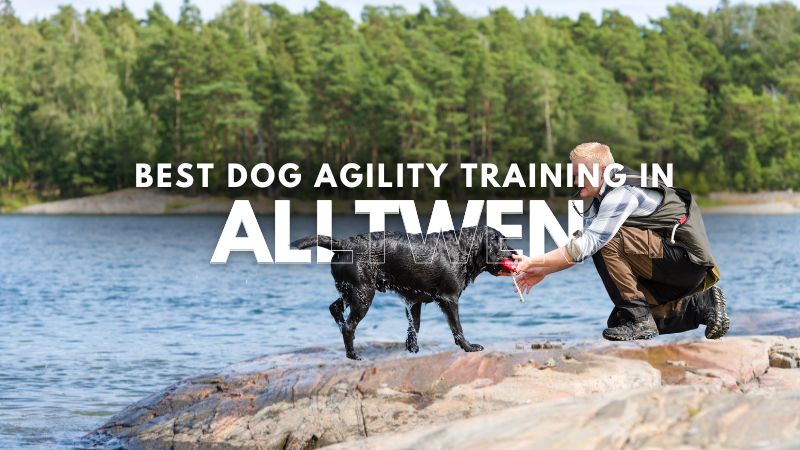 Best Dog Agility Training in Alltwen