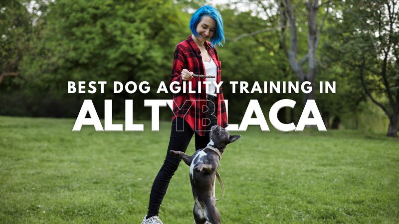 Best Dog Agility Training in Alltyblaca