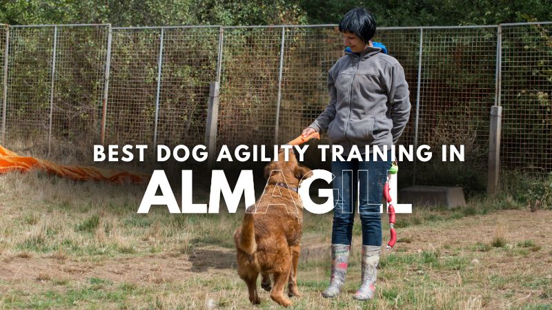 Best Dog Agility Training in Almagill