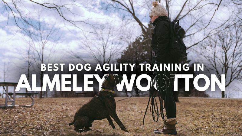 Best Dog Agility Training in Almeley Wootton