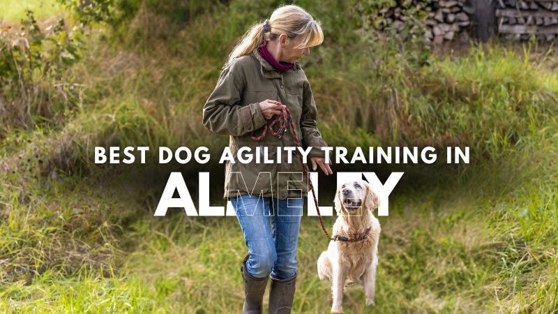 Best Dog Agility Training in Almeley