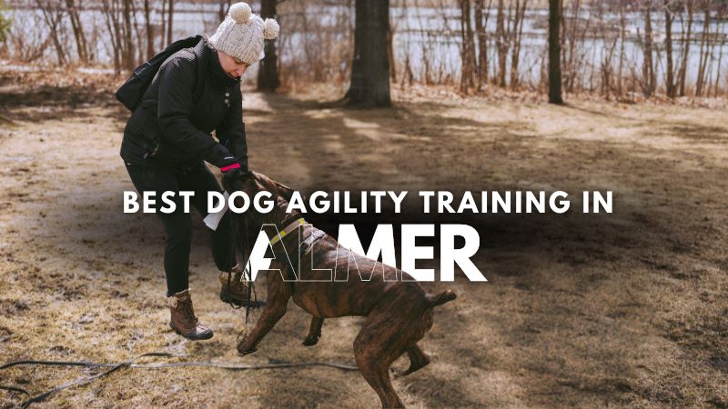 Best Dog Agility Training in Almer