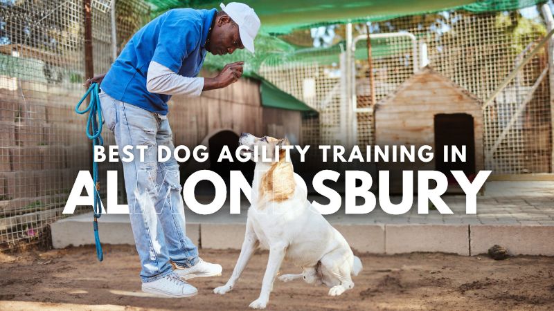 Best Dog Agility Training in Almondsbury