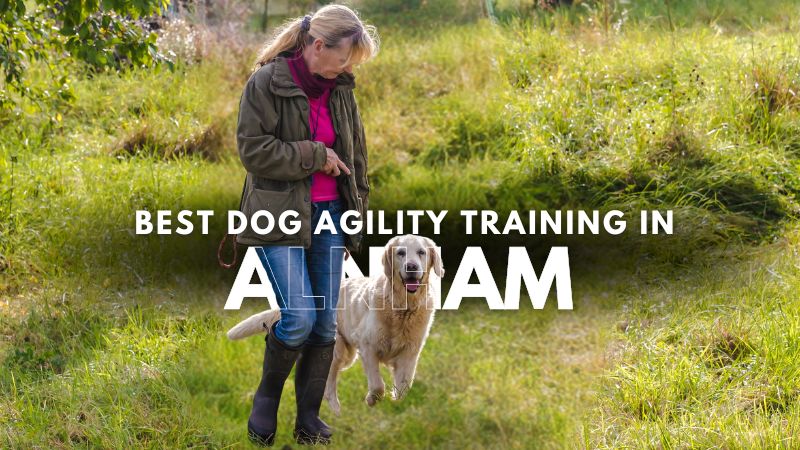 Best Dog Agility Training in Alnham