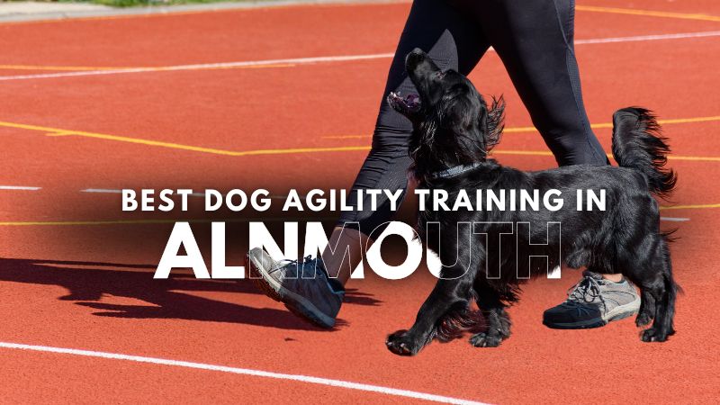 Best Dog Agility Training in Alnmouth