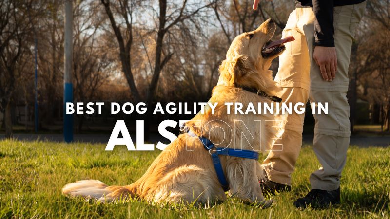 Best Dog Agility Training in Alstone