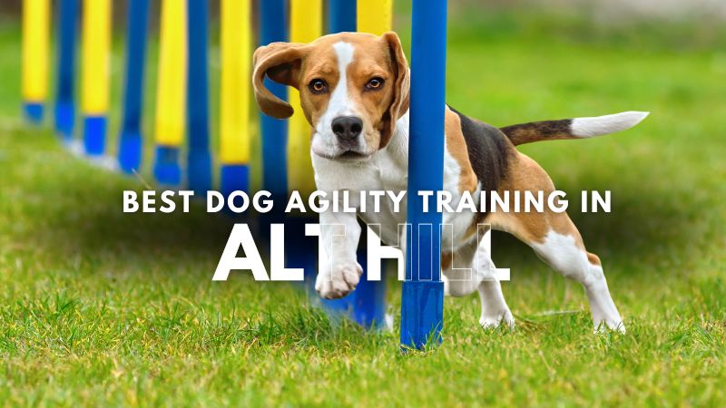 Best Dog Agility Training in Alt Hill