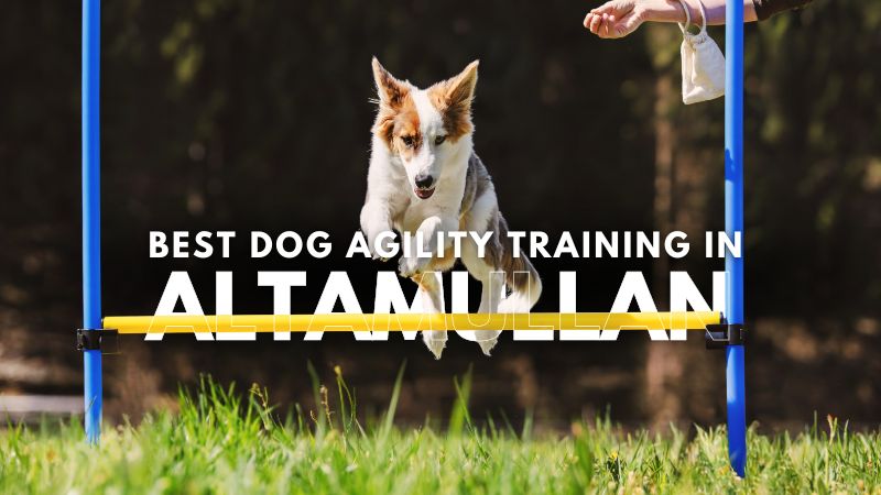 Best Dog Agility Training in Altamullan