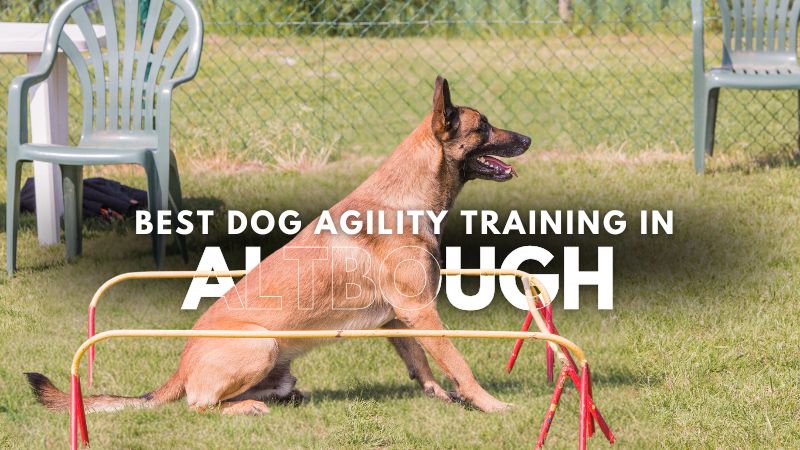 Best Dog Agility Training in Altbough