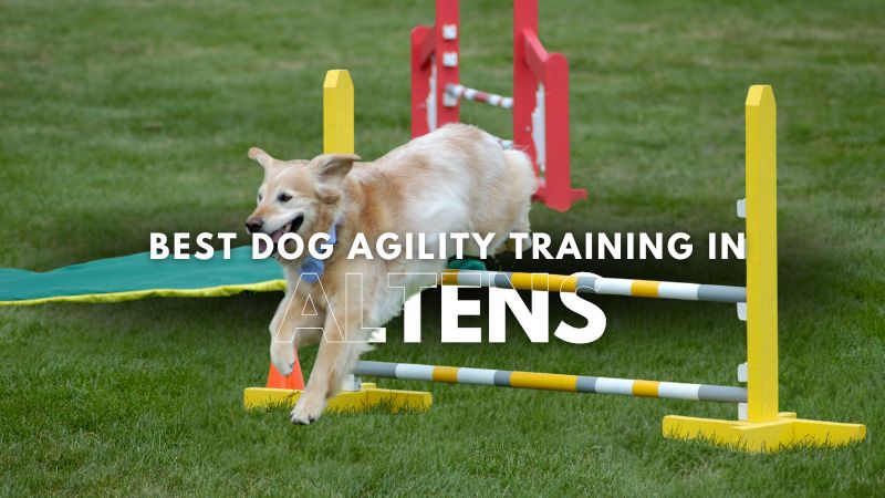 Best Dog Agility Training in Altens