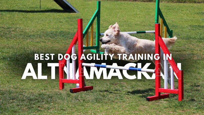 Best Dog Agility Training in Altnamackan