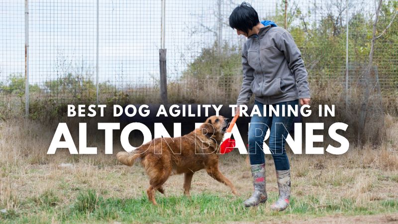 Best Dog Agility Training in Alton Barnes